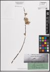 Foto von Salix cinerea L.